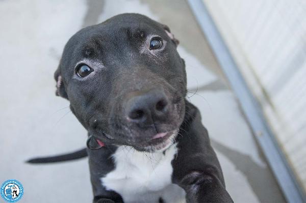 Chloe: un piccolo uragano in cerca di casa Foto 2